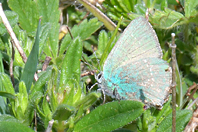 Callophrys rubi